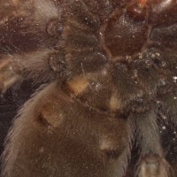 smithi ventral