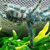 avicularia versicolor