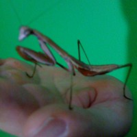 Mantis