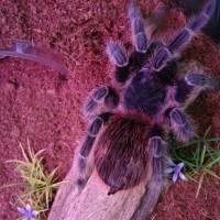 lasiodora klugi female