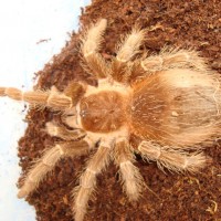 lasiodora klugi?