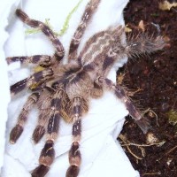 Poecilotheria Regalis