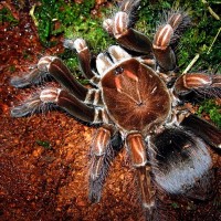 Pamphobeteus platyomma - Ecuadorian pink 6"+ female