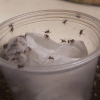 Spiderlings hatching 5-7-08