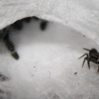 Phidippus audax nest