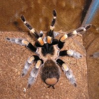 b smithi