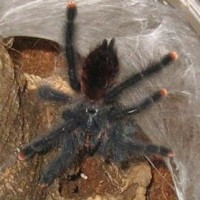 A avicularia large s'ling