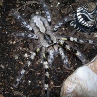 poecilotheria regalis 8 inch