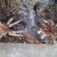 Grammostola rosea : Chilean Rose hair