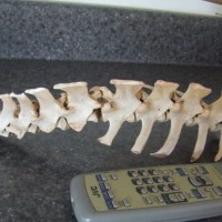 Dolphin spine