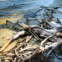 Hunting driftwood