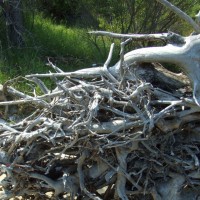 Hunting driftwood