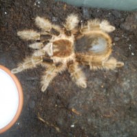my tarantula