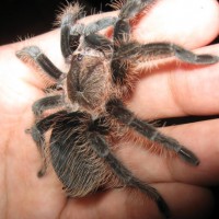 B.albopilosum