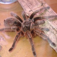 Please Help me ID my spider