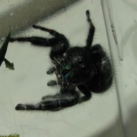 jumping spider (Phidippus audax?)