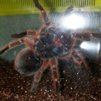 Grammostola Rosea #2