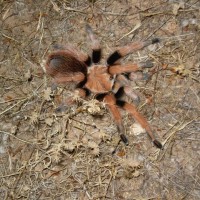 Aphonopelma Sp.