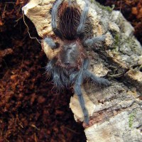 Aphonopelma anax? Not sure?