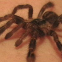 Tobe Poceilotheria ornata