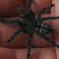 Aurora Avicularia versicolor