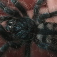 Aurora Avicularia versicolor