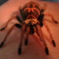 Baby blue Chromatopelma cyaneopubescens