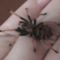 Baby Blue Chromatopelma cyaneopubescens