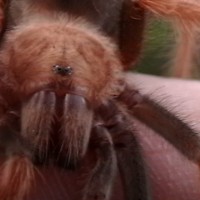 Cranberry Brachypelma boehmei sub-adult