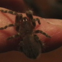 Flicker Acanthoscurria geniculata