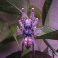 Tili 1.0 Sub-adult  A versicolor