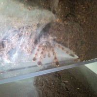 Poecilotheria formosa