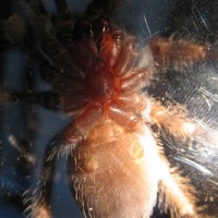 Better pic of 2.5" B.smithi....M or F?