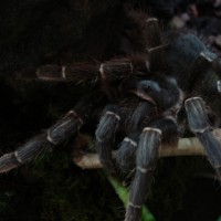 Aphonopelma seemanni