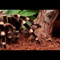 Lucy - acanthoscurria geniculata