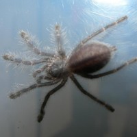 Poecilotheria Mettalica