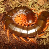 Vietnam Orange leg Centipede