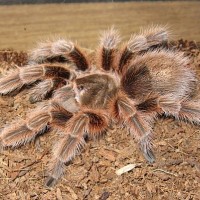 G. rosea RCF?