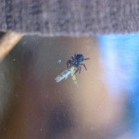 Jumping Spider Feeding