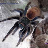 Chromatopelma cyaneopubescens