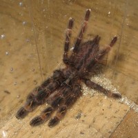 P. ornata, Male of Female?