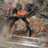 C. fasciatum MM