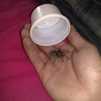 B. Smithi