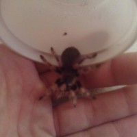 B. Smithi