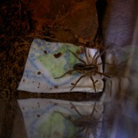 Wolf Spider