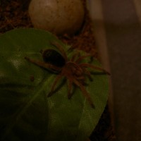 G. Rosea Sling