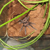 lasiodora...