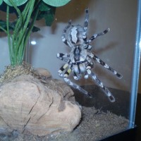 Nice P. Regalis
