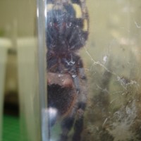 P. regalis Male?