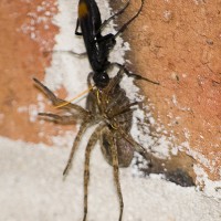 Tarantula Wasp Carnage